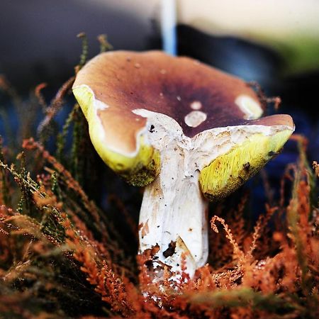 Domki Pod Jablonka Elganowo Luaran gambar